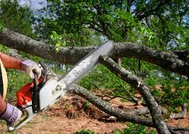 Best Arborist Consultation Services  in Delano, CA