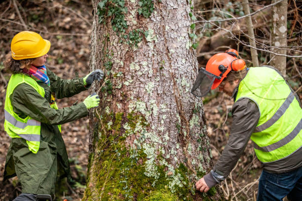 How Our Tree Care Process Works  in  Delano, CA