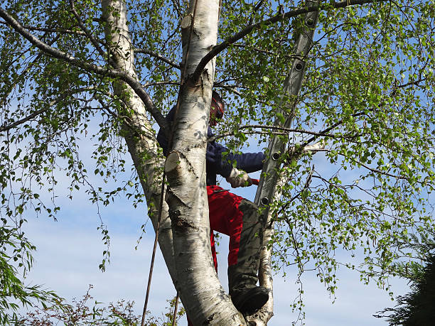 Best Fruit Tree Pruning  in Delano, CA