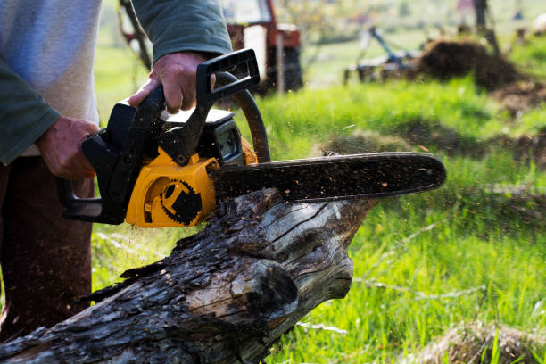 Reliable Delano, CA Tree Removal Services Solutions